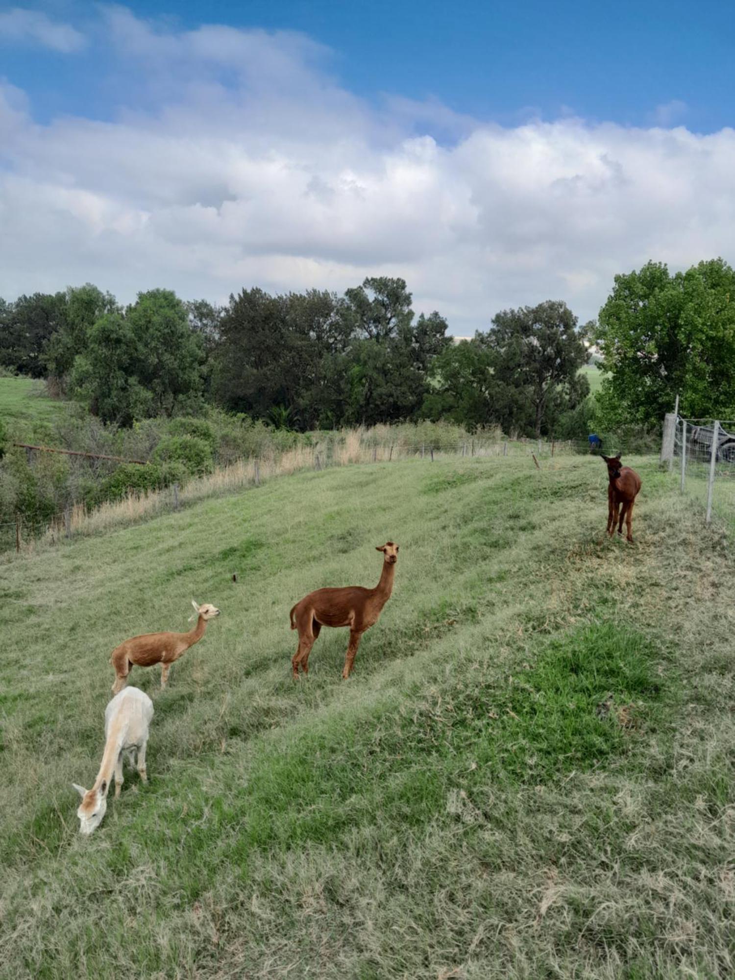 Muswellbrook Northside Bed & Breakfast מראה חיצוני תמונה